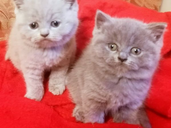 British Shorthair Kittens GCCFI REGISTERED
