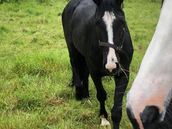 2year old cracking little cob