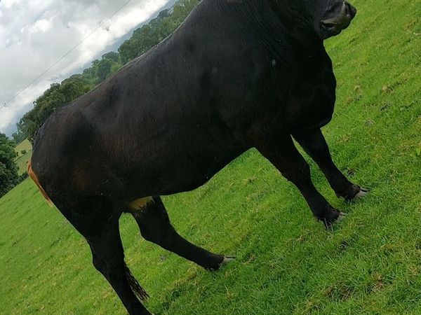 In calf heifer for sale