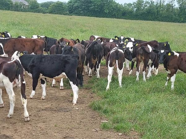 40 Reared calves at Enniscorthy this Wed 29th June