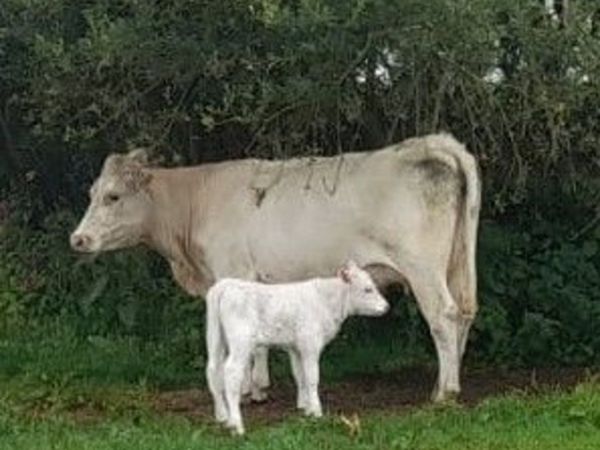 Charolais Cow and Calf