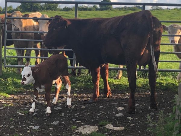 Two first calving heifers with calf’s at foot