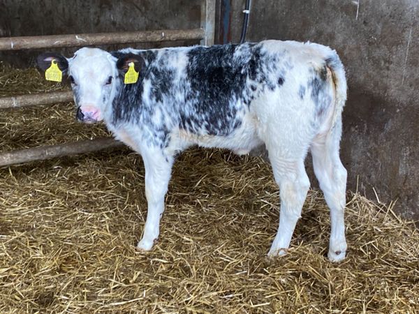 1 Smashing Belgian blue heifer calf