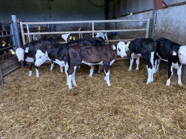 6 Super Weaned Hereford heifer calves