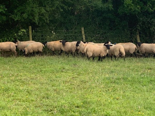 Suffolk cross ram lambs