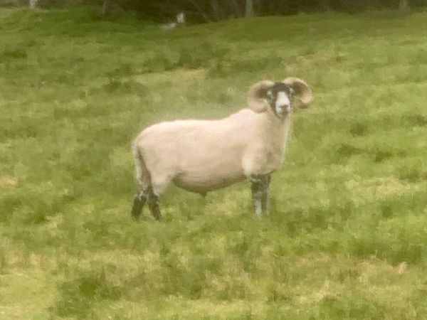 Ram For Sale In Galway For 350 On Donedeal