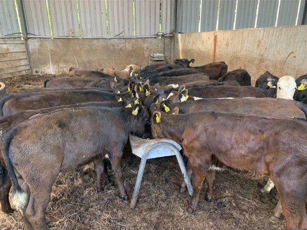 25 Reared Heifers @ Lissava Livestock