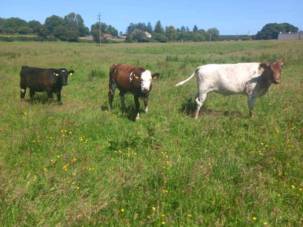 3 top quality shorthorn heifers(suckler bred)5⭐