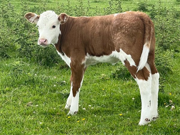 Red Simmental Heifer Calf Suckler Breed
