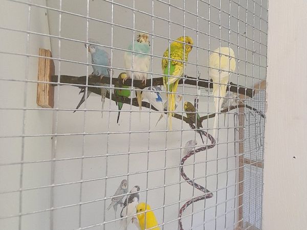Budgie + New  Cage