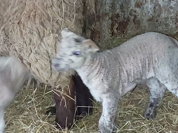 Pet Lamb