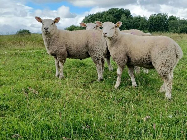 Texel lambs