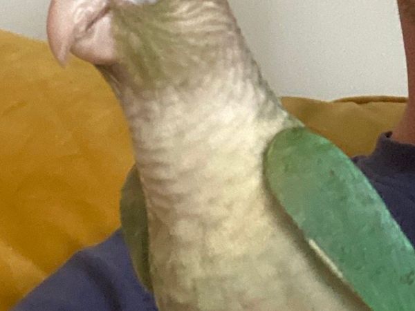 Hand Reared Conures