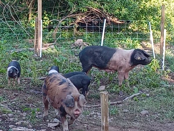 Saddleback sow, Oxford sandy bore and 4 fattners