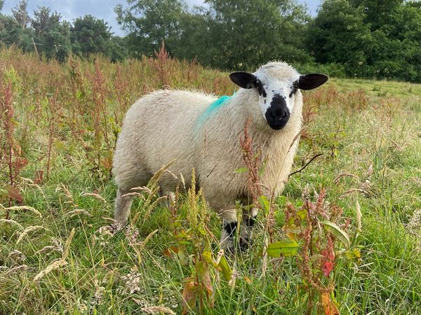 8 Blacknose Valais cross lambs