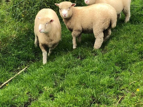 3 Pbnr Dorset ewe lambs
