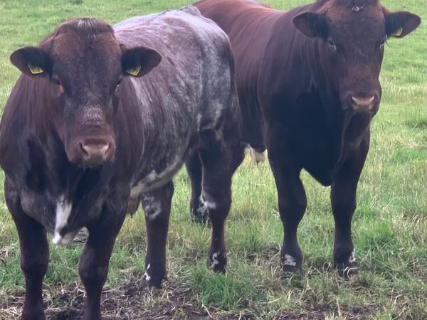 Two 14 month old Pedigree Shorthorn Bulls for sale