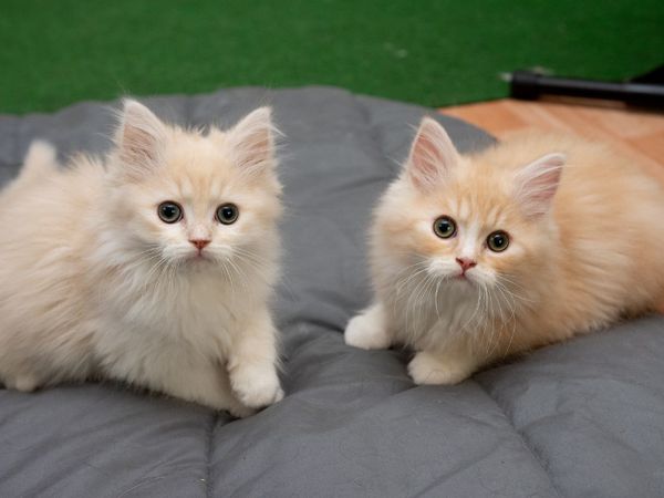 Pure breed persian cats