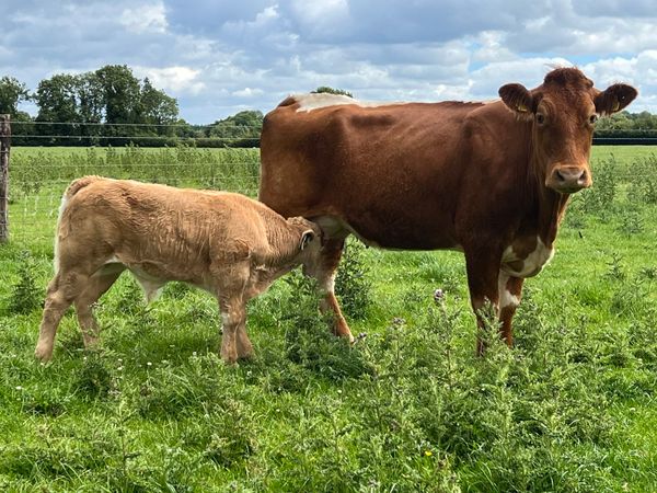Limousin Cow & Charlaois Bull Calf