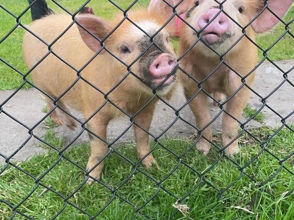 2 mini pigs free to good home