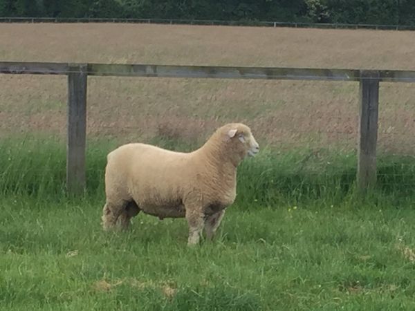 Pbnr Poll Dorset ram lambs's
