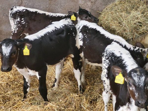 4 speckle park bull calves