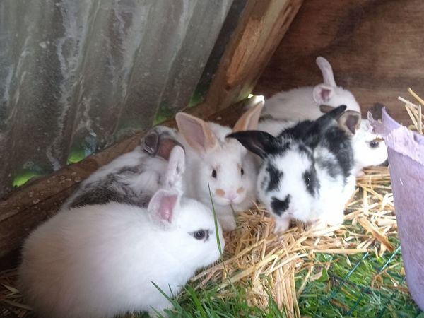 Lop eared bunnies