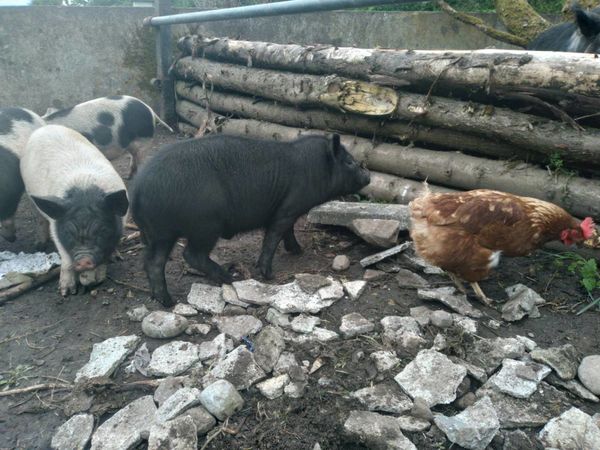 Pigs 10 week old kunekune boar x mix