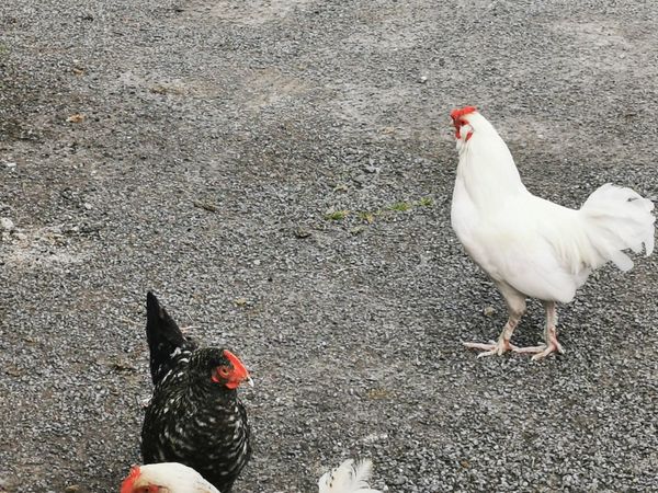 Show quality Roosters for sale