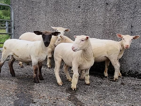 Dorset ewe lambs