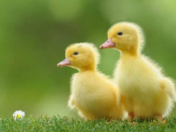 Ducklings WANTED