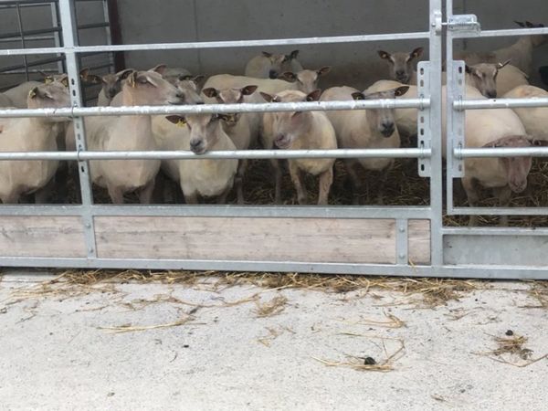 Sheep shearing Munster & Leinster. ✂️🐑
