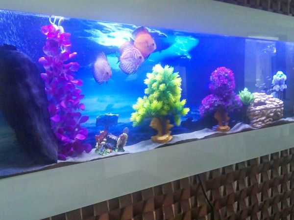 Fish tank display units for outlet sale