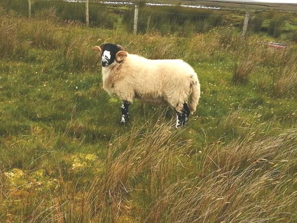 Rough Fell Ram Last One Left For Sale In Mayo For 123 On Donedeal