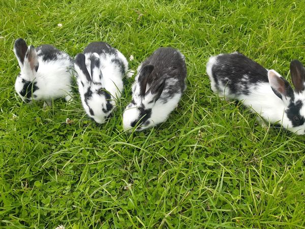 rabbits | 275 Animals Ads For Sale in Ireland | DoneDeal