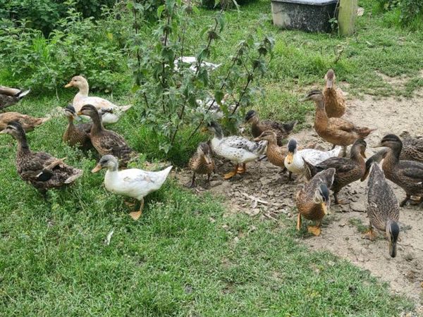 ducks | 92 Poultry Ads For Sale in Ireland | DoneDeal