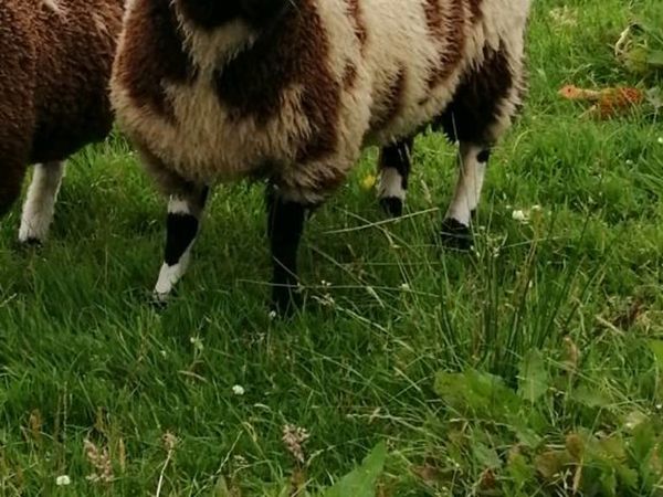 Spotted dutch ram lamb