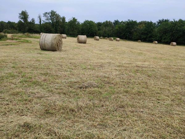 Top quality hay for sale