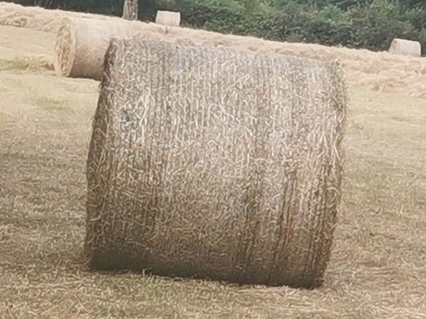 Horse/Hay for Sale.