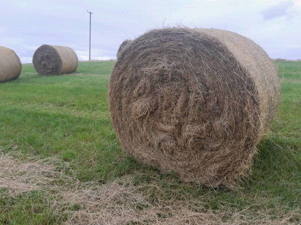 First Crop Hay