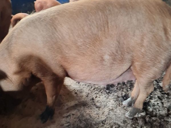 1st litter Tamworth in pig sow for sale