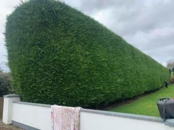 Hedge cutting services available
