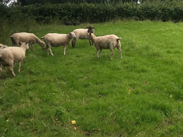 15 2nd crop ewes