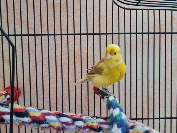 Song Canary