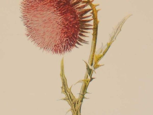Nodding Thistle Antique Botanical Print 1895