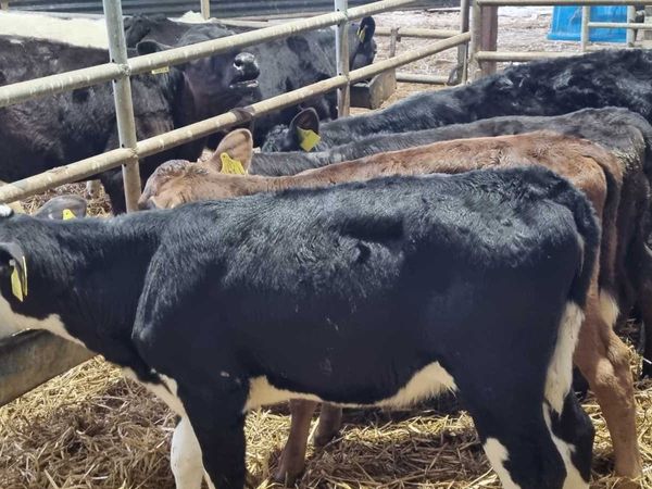 10 Reared heifers calves