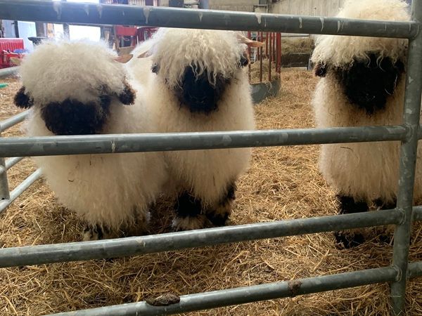 Valais Blacknose ram lambs