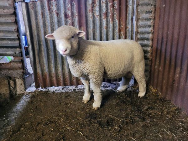 Purebred Dorset Ram Lamb