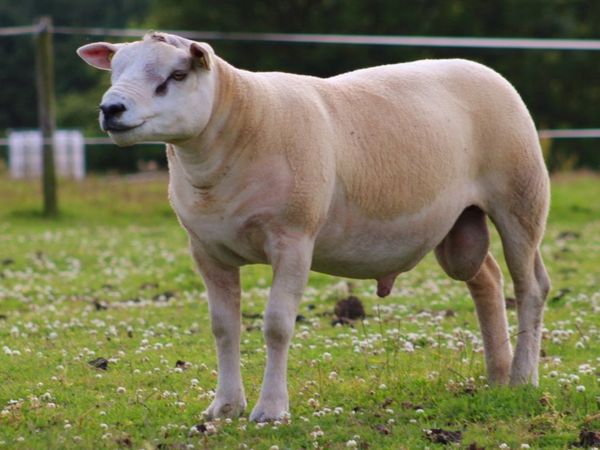 Pedigree Texel Hogget Rams for Sale