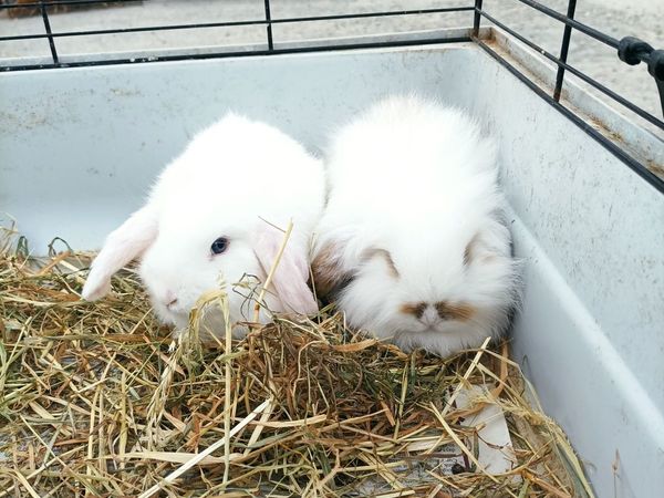 baby lop mini dwarf rabbits